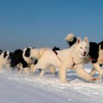 порода собак якутская лайка