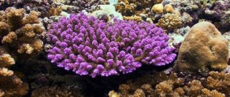 Прекрасный подводный мир - Кораллы
