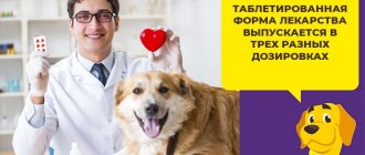 Препарат Зоокард для здорового сердца вашей собаки