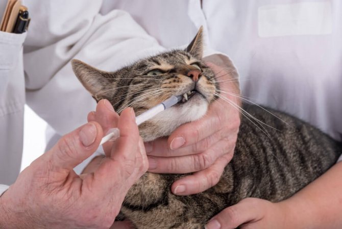 При введении лекарства котика крепко держат в руках, фото https://catshere.ru