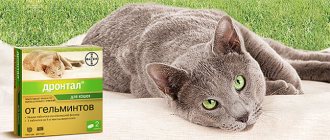 Применение дронтала для кошек Лечебный препарат Дронтал для кошек