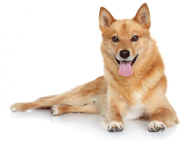 Про собаку лайка - фото породы