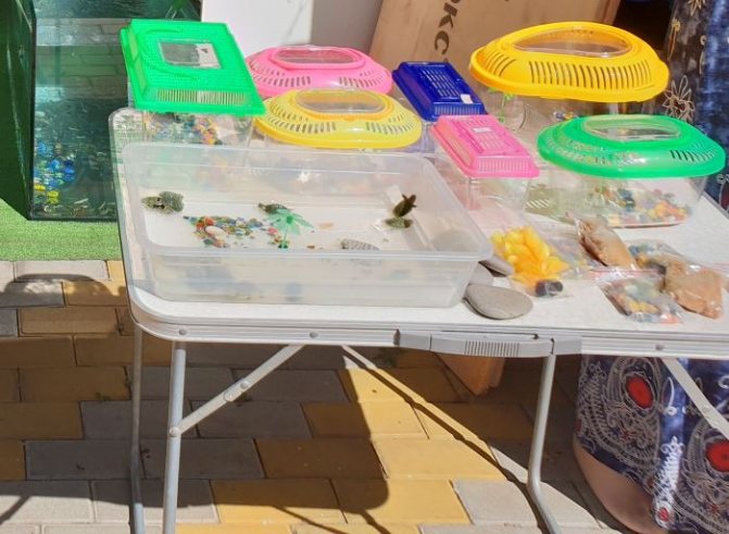 Продажа черепашек в Сочи