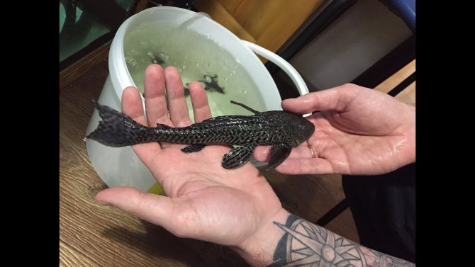 птеригоплихта Йозельман