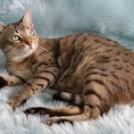 пятнистая кошка на сером ковре
