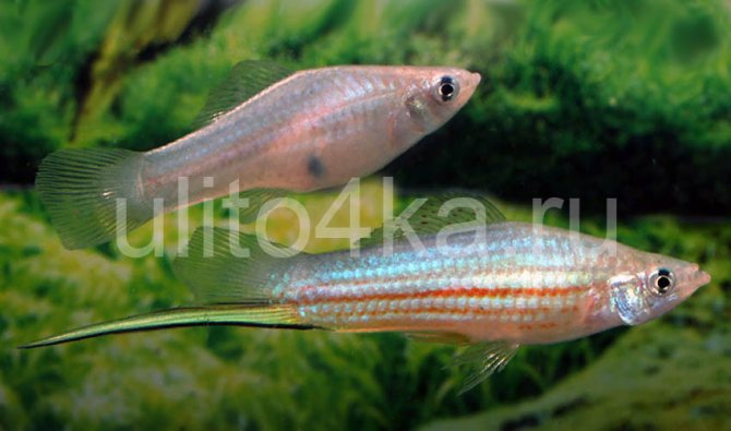 размножение меченосцев