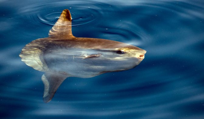 Репродуктивная биология и поведение луны-рыбы до сих пор сравнительно плохо изучены