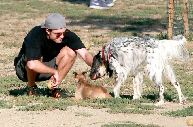 Роберт Паттинсон со своими собаками
