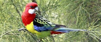 Розелла-попугай-Образ-жизни-и-среда-обитания-попугая-розелла-1