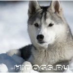 Сахалинские хаски: описание породы, стандарт, история, цена щенка, уход и характер.