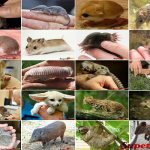 Самые маленькие животные: топ-20 млекопитающих