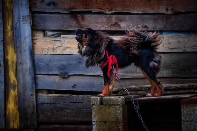 Самые сильные породы собак - Тибетский мастиф