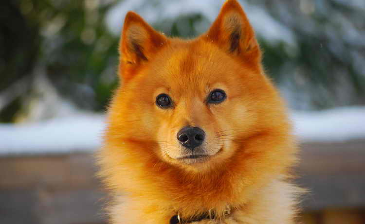 щенки карело финской лайки