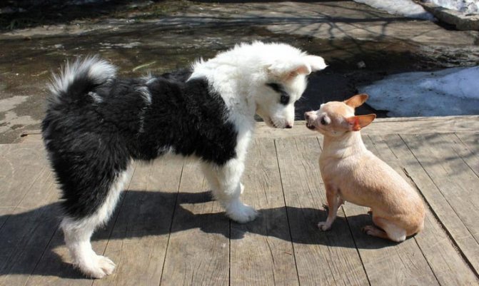 щенок якутской лайки и чихуа