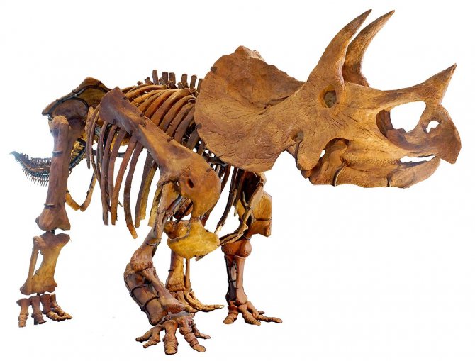 Скелет, Трицератопс, динозавр