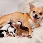 сколько длится беременность у собак