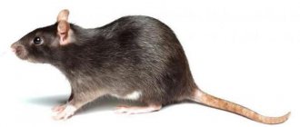 Сколько живут дикие и домашние крысы?