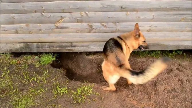 Собаки любят рыть ямы