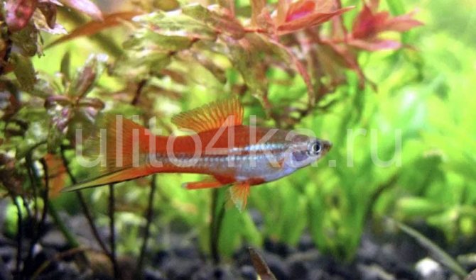 содержание меченосцев в аквариуме