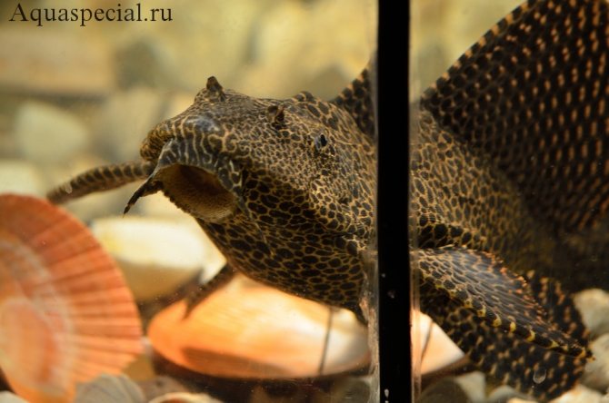 Сомы чистильщики в аквариуме