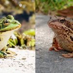 Сравнение лягушки и жабы