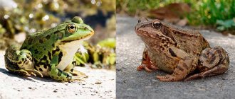 Сравнение лягушки и жабы