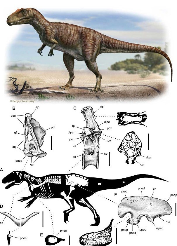 Сравнительная физиология динозавров и птиц. Популярно о малоизвестном. Часть 1 «Кости титанов» - 10