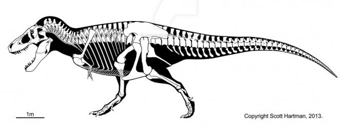 Сравнительная физиология динозавров и птиц. Популярно о малоизвестном. Часть 1 «Кости титанов» - 11