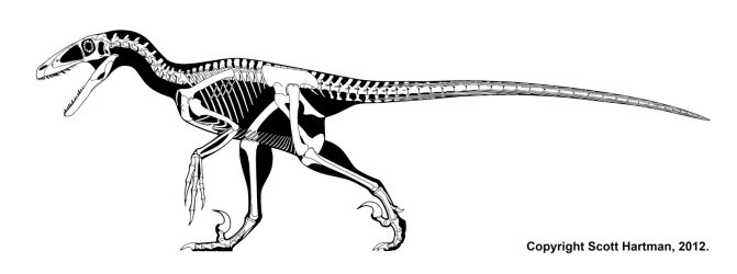 Сравнительная физиология динозавров и птиц. Популярно о малоизвестном. Часть 1 «Кости титанов» - 12