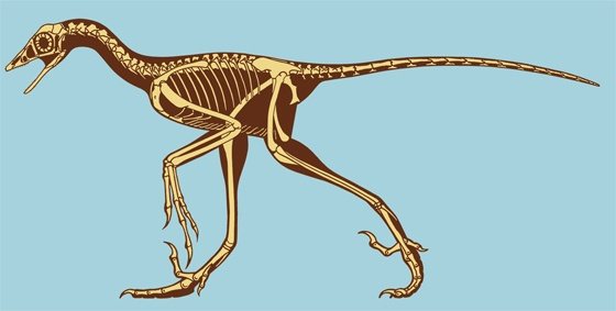 Сравнительная физиология динозавров и птиц. Популярно о малоизвестном. Часть 1 «Кости титанов» - 13