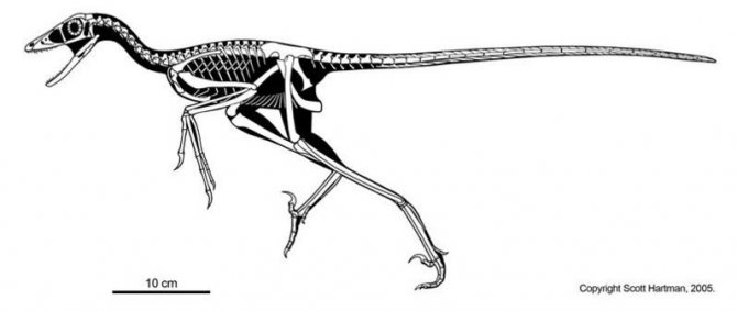 Сравнительная физиология динозавров и птиц. Популярно о малоизвестном. Часть 1 «Кости титанов» - 14