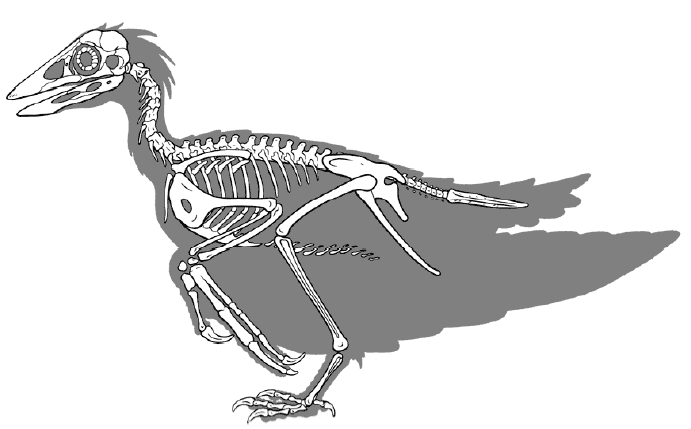 Сравнительная физиология динозавров и птиц. Популярно о малоизвестном. Часть 1 «Кости титанов» - 15