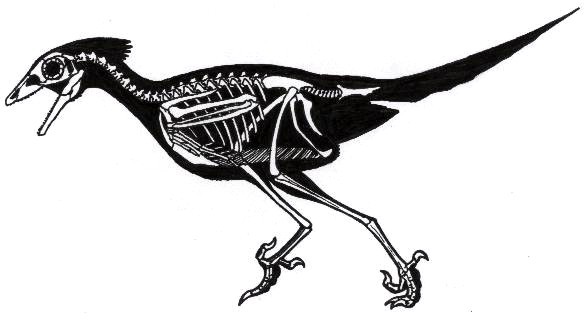 Сравнительная физиология динозавров и птиц. Популярно о малоизвестном. Часть 1 «Кости титанов» - 16