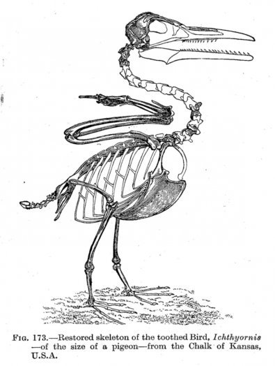 Сравнительная физиология динозавров и птиц. Популярно о малоизвестном. Часть 1 «Кости титанов» - 18