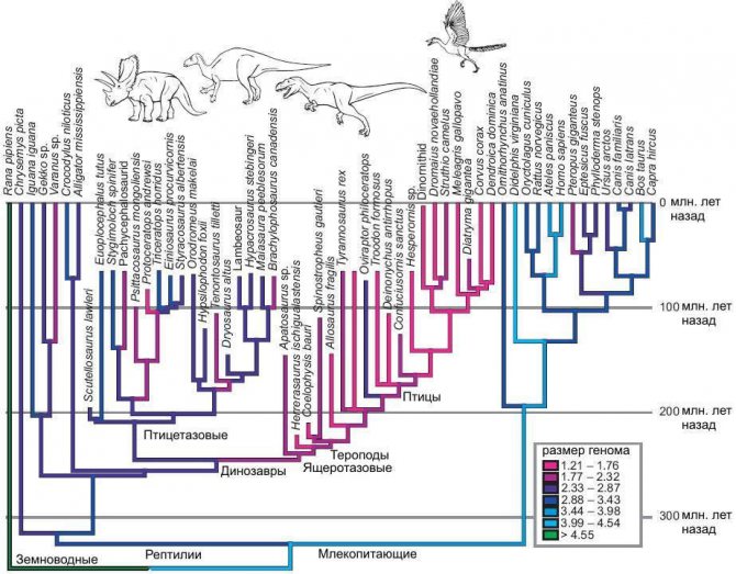 Сравнительная физиология динозавров и птиц. Популярно о малоизвестном. Часть 1 «Кости титанов» - 29