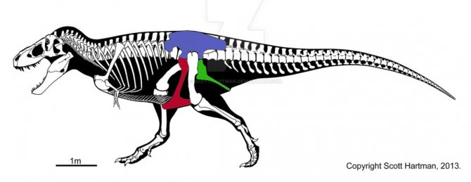 Сравнительная физиология динозавров и птиц. Популярно о малоизвестном. Часть 1 «Кости титанов» - 5