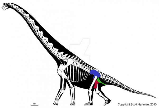 Сравнительная физиология динозавров и птиц. Популярно о малоизвестном. Часть 1 «Кости титанов» - 7