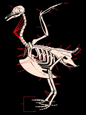 Сравнительная физиология динозавров и птиц. Популярно о малоизвестном. Часть 1 «Кости титанов» - 8