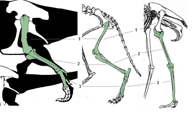 Сравнительная физиология динозавров и птиц. Популярно о малоизвестном. Часть 1 «Кости титанов» - 9