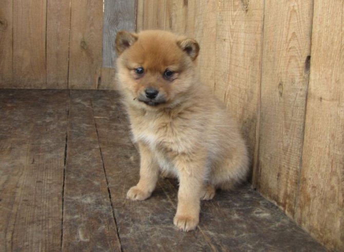 Стоимость щенков карело-финской лайки от 30 до 70 тысяч рублей