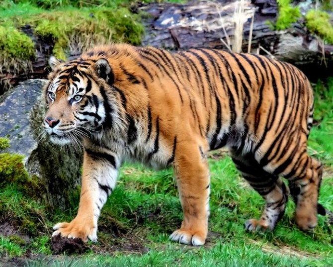 Тигр: его повадки, описание, ареал обитания, видео, фото