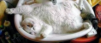 Толстый котейка в раковине