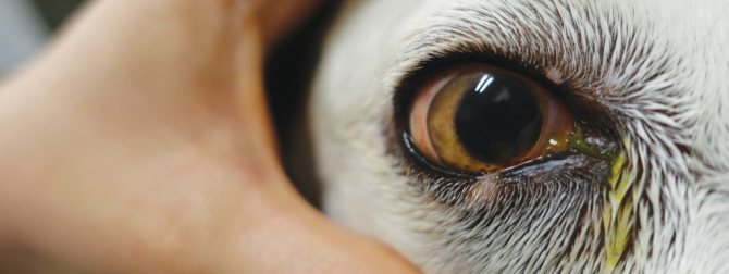 У каких собак высокий риск глазных болезней