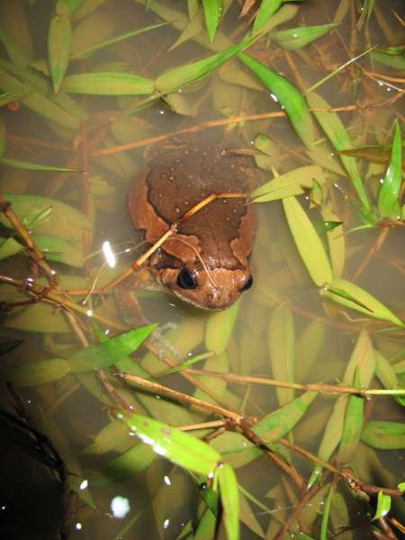 Украшенная бычья лягушка, или индийская бычья лягушка зверушки,живность,питомцы,Животные,kaloula pulchra,индийская бычья лягушка,Украшенная бычья лягушка