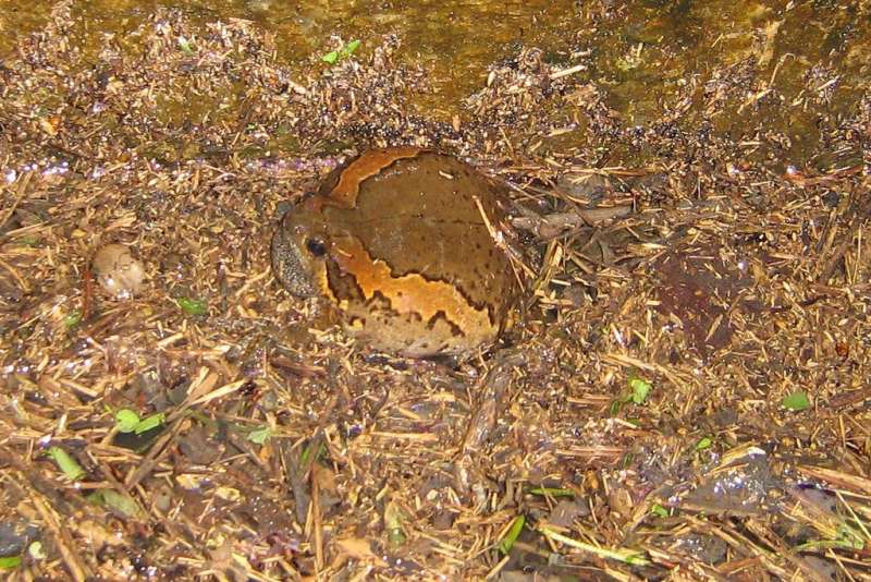 Украшенная бычья лягушка, или индийская бычья лягушка зверушки,живность,питомцы,Животные,kaloula pulchra,индийская бычья лягушка,Украшенная бычья лягушка