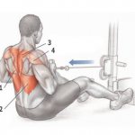 Укрепляем ромбовидную мышцу спины с помощью упражнений