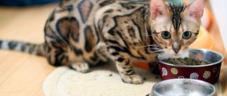 В рационе кормящей мамы кошки обязательно должны присутствовать продукты с кальцием и белком
