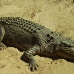 Выражение Крокодиловы слезы: значение фразеологизма, происхождение и научное объяснение