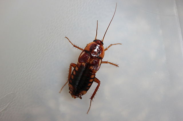 Взрослая самка туркменского таракана