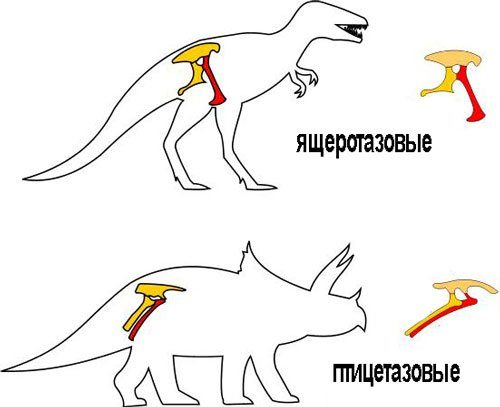 ящеротазовые-и-птицетазовые-динозавры